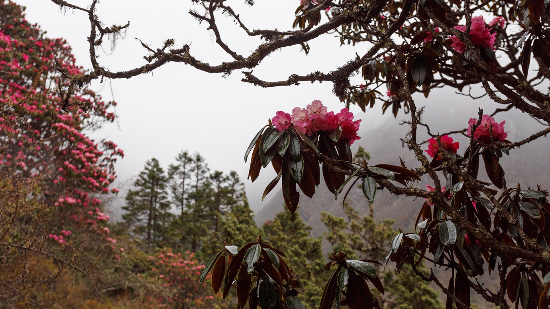 Modern Architecture and Comfortable Rooms